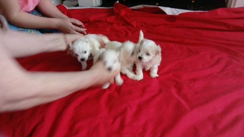 gumtree maltese puppies